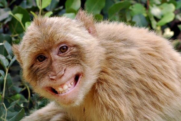 Посмотрите, как детеныши обезьян улыбаются во сне